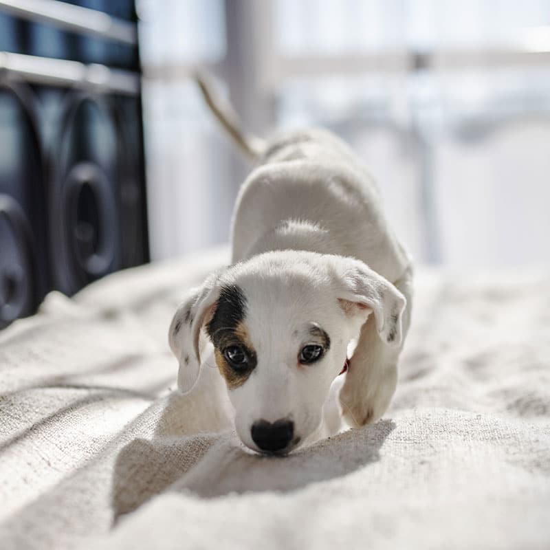 dog-pet-photography-fotografo-animali-domestici